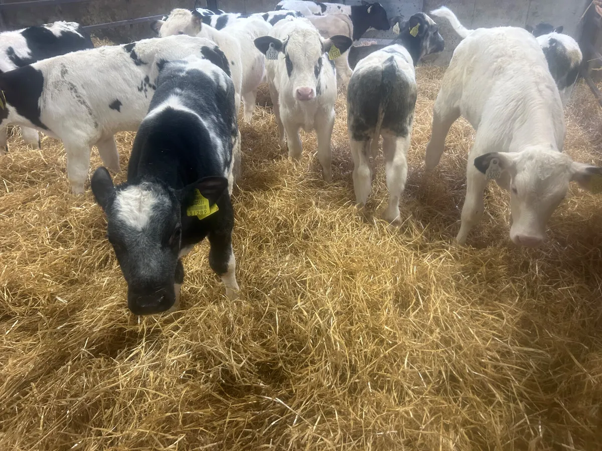 10 bull calves - Image 1
