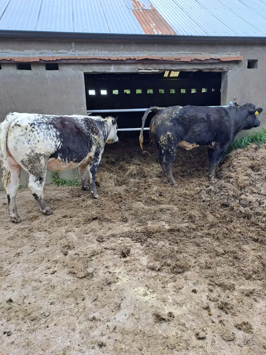 Breeding heifers - Image 1
