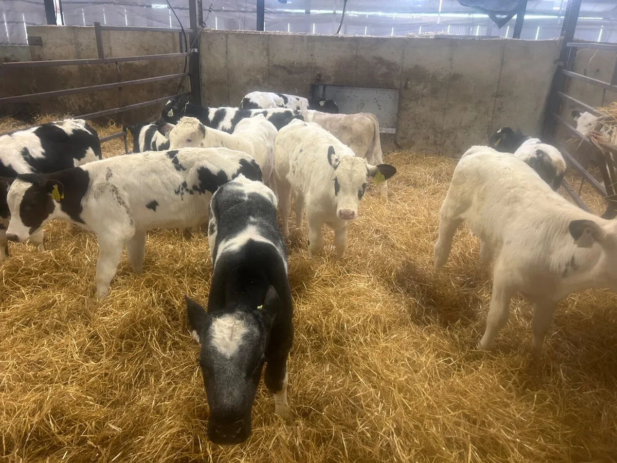 10 bull calves - Image 2