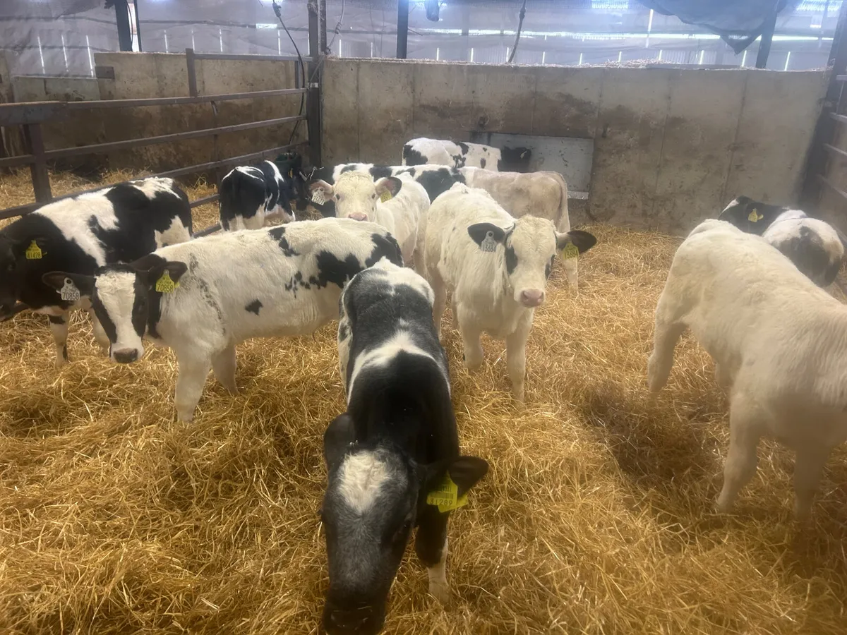 10 bull calves - Image 3