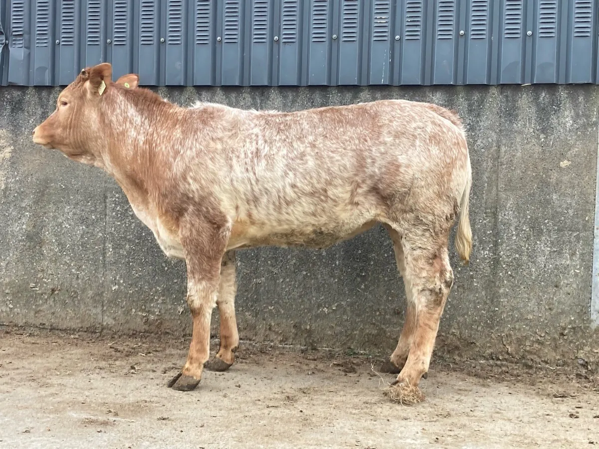 Roan Heifer - Image 1