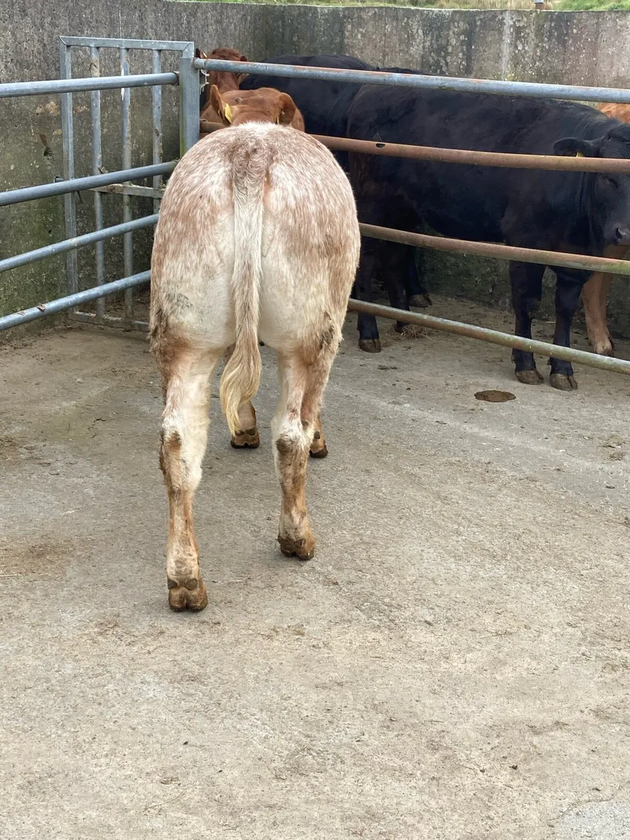 Roan Heifer - Image 2