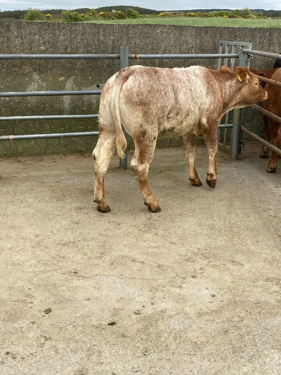 Roan Heifer - Image 3