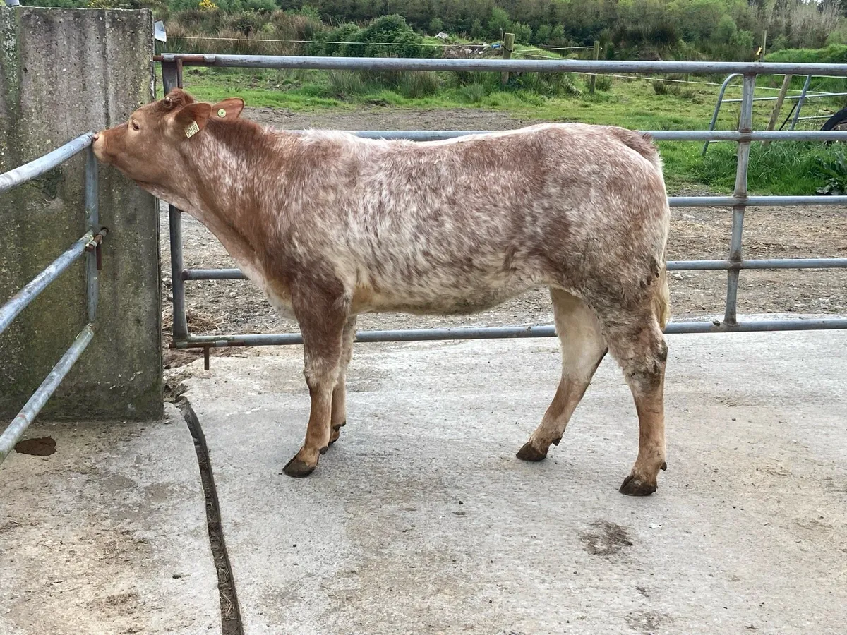 Roan Heifer - Image 4