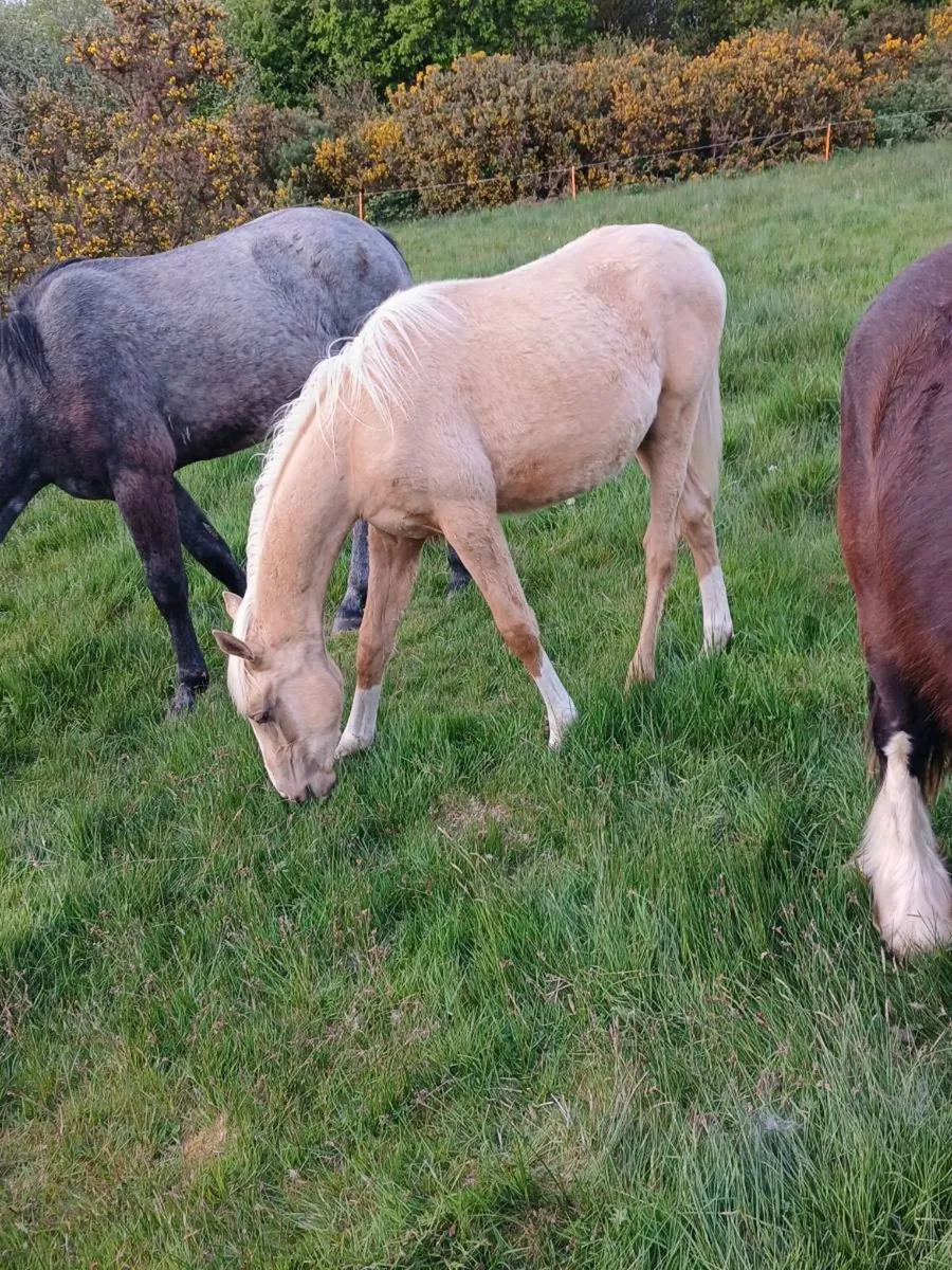 Palomino colt and filly full brother and sister. - Image 2
