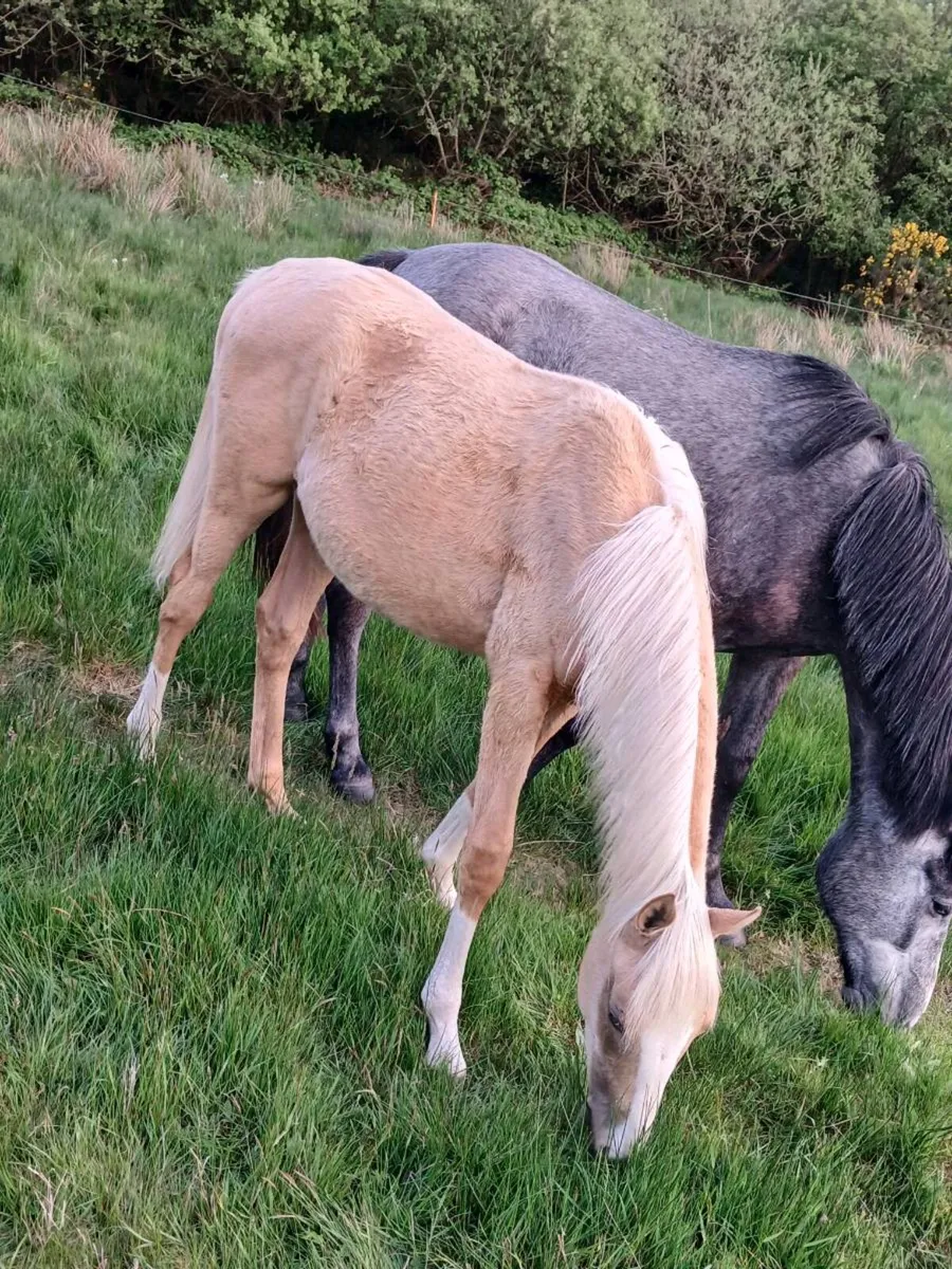 Palomino colt and filly full brother and sister. - Image 3