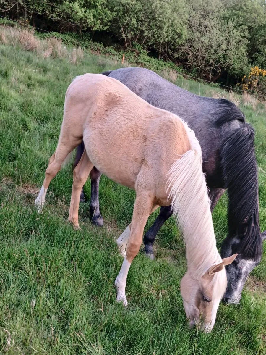 Palomino colt and filly full brother and sister. - Image 4