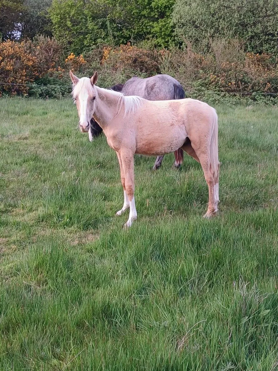 GFS MAN IN THE MOON COLT X TB - Image 1