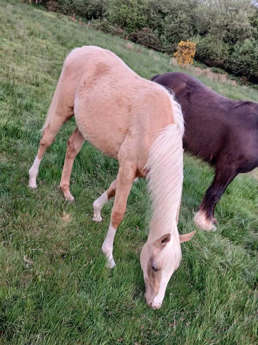 Palomino colt and filly full brother and sister. - Image 1