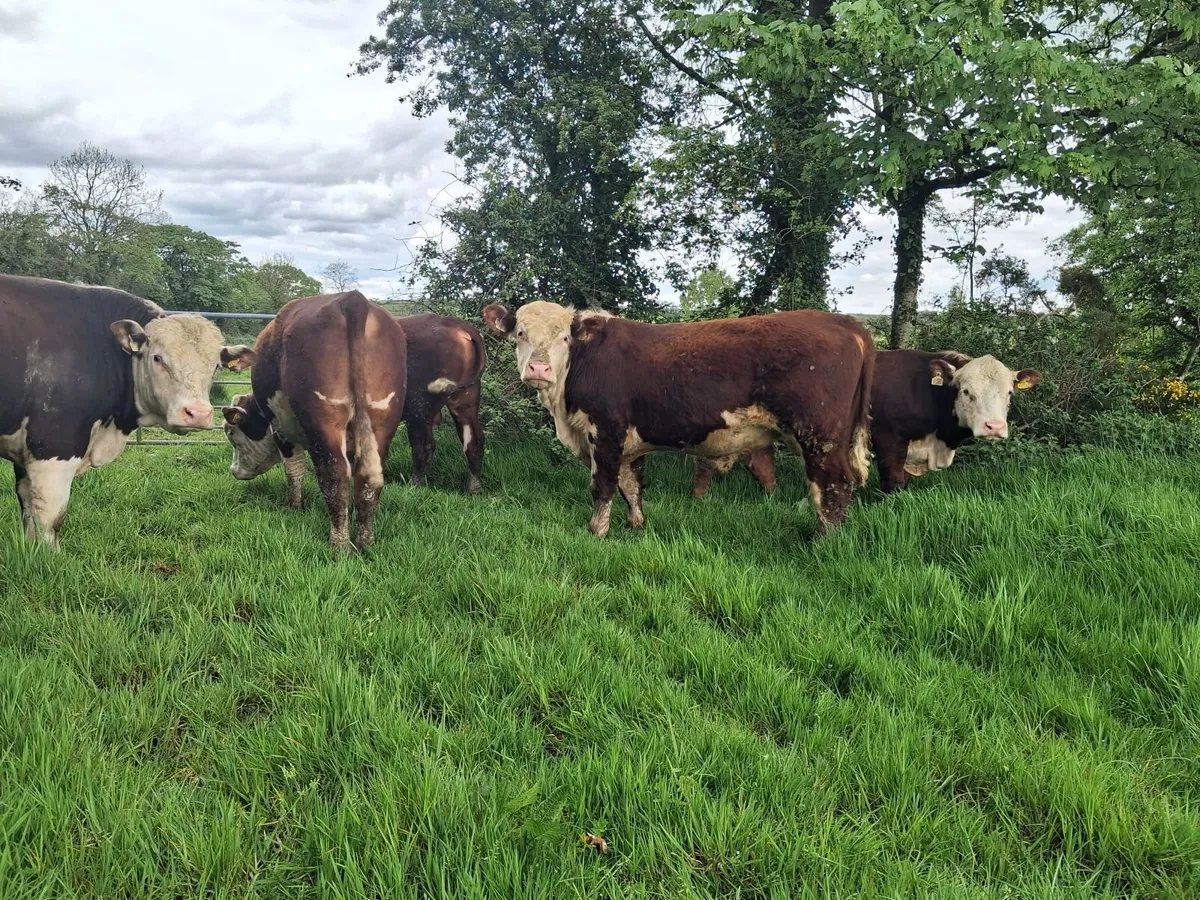 Pedigree Hereford Bulls - Image 2