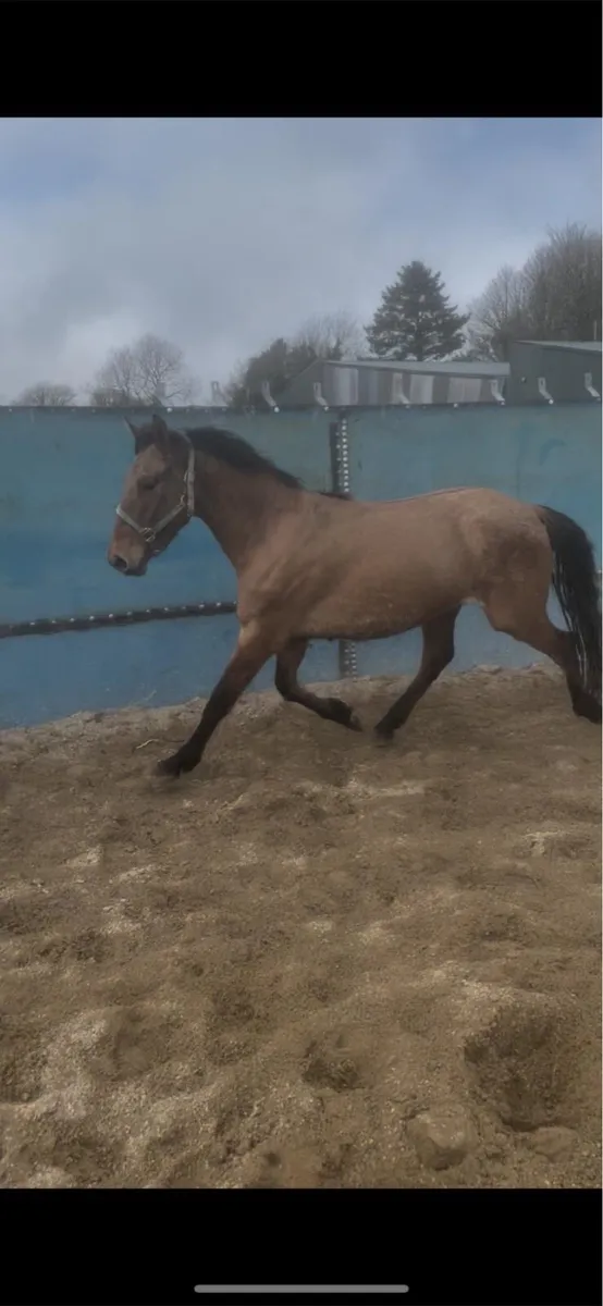 3 year old dun gelding RID x ISH - Image 1