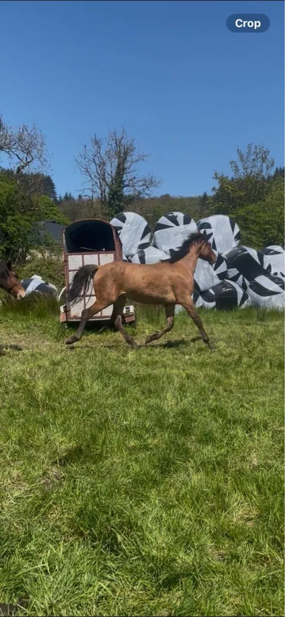 3 year old dun gelding RID x ISH - Image 2