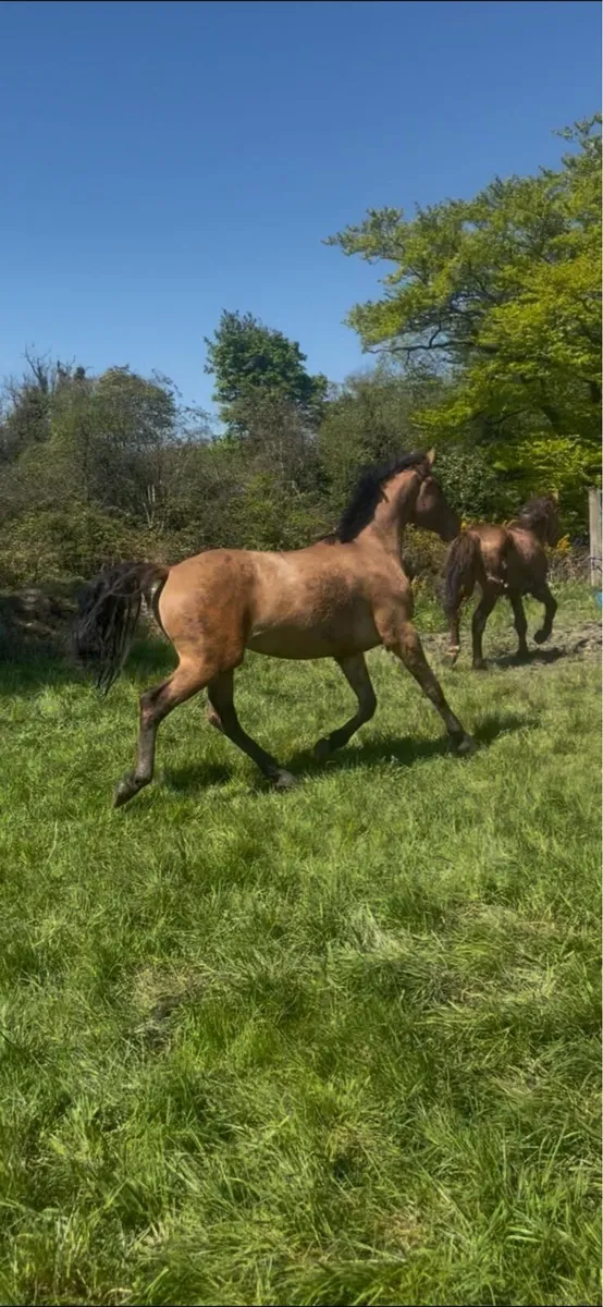 3 year old dun gelding RID x ISH - Image 3