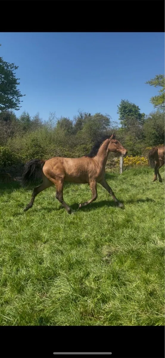 3 year old dun gelding RID x ISH - Image 4