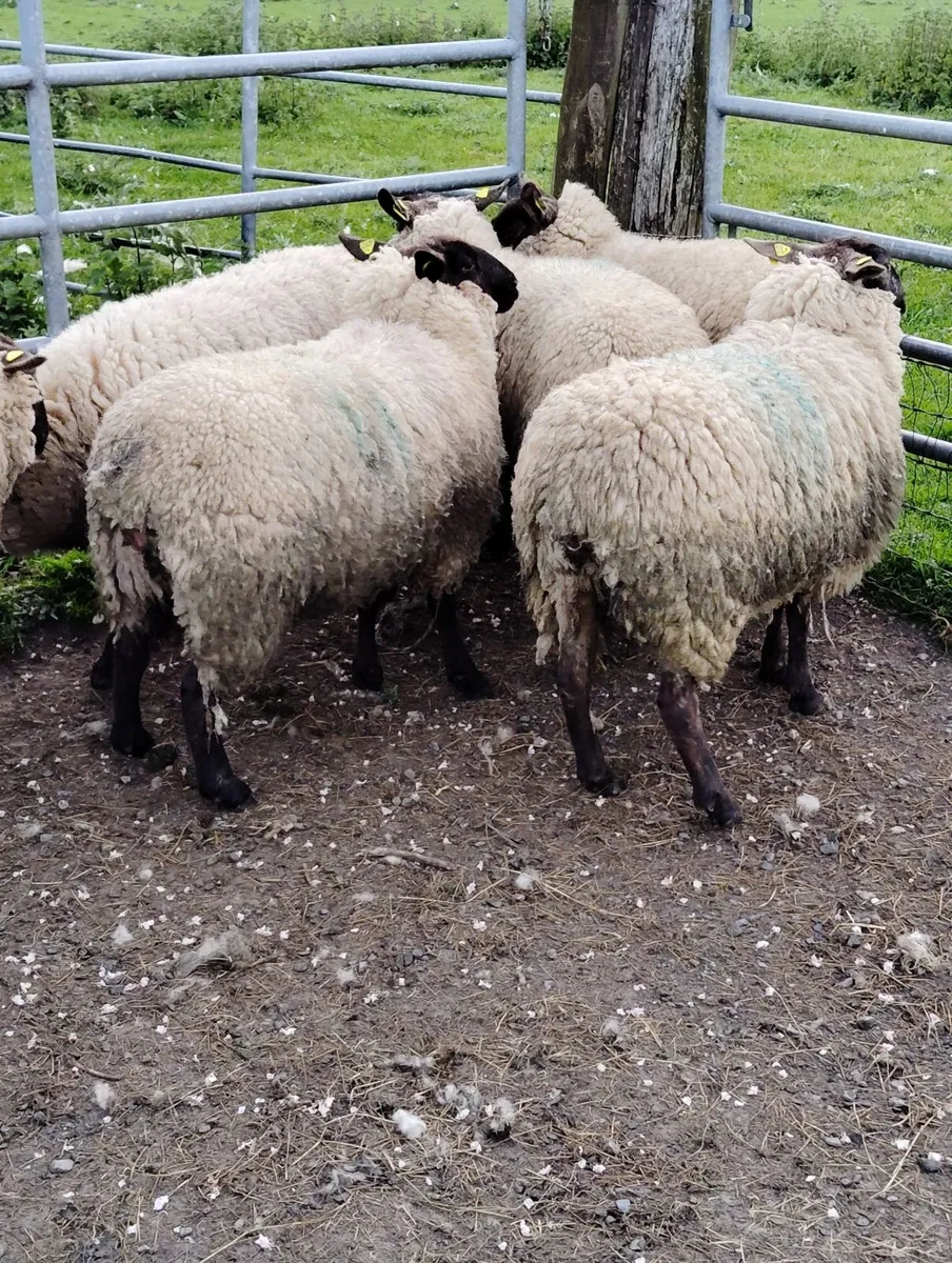 Borris Hoggets - Image 4