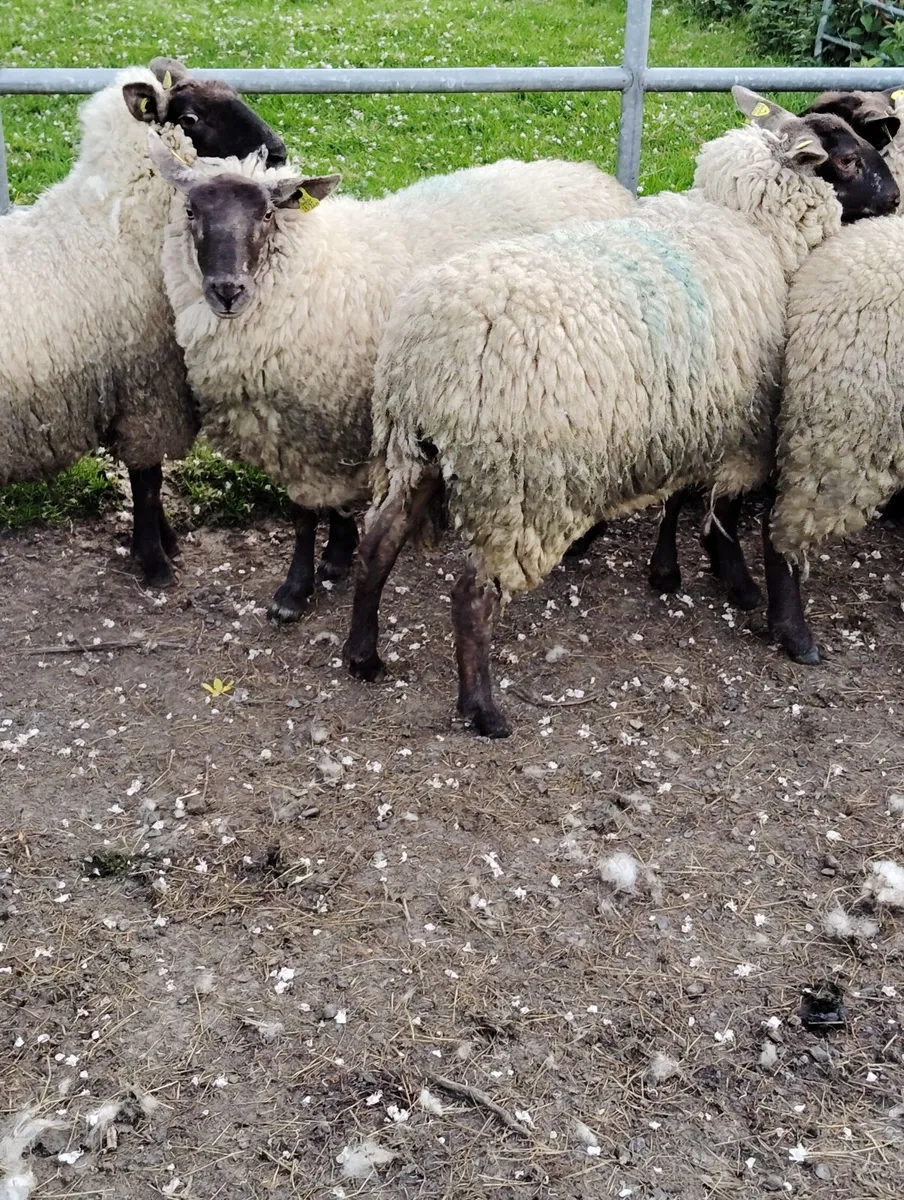 Borris Hoggets - Image 3