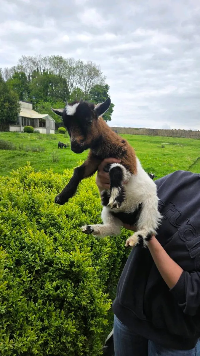 Pygmy Goats - Image 1