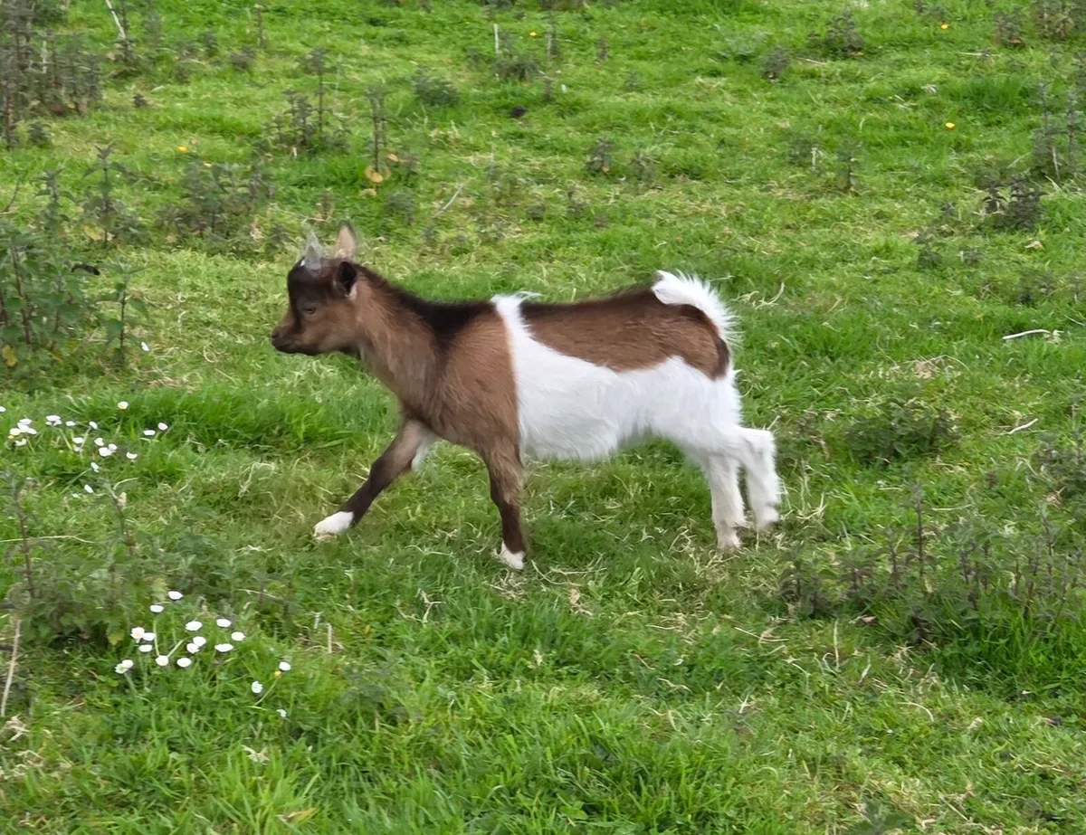 Pygmy Goats - Image 2