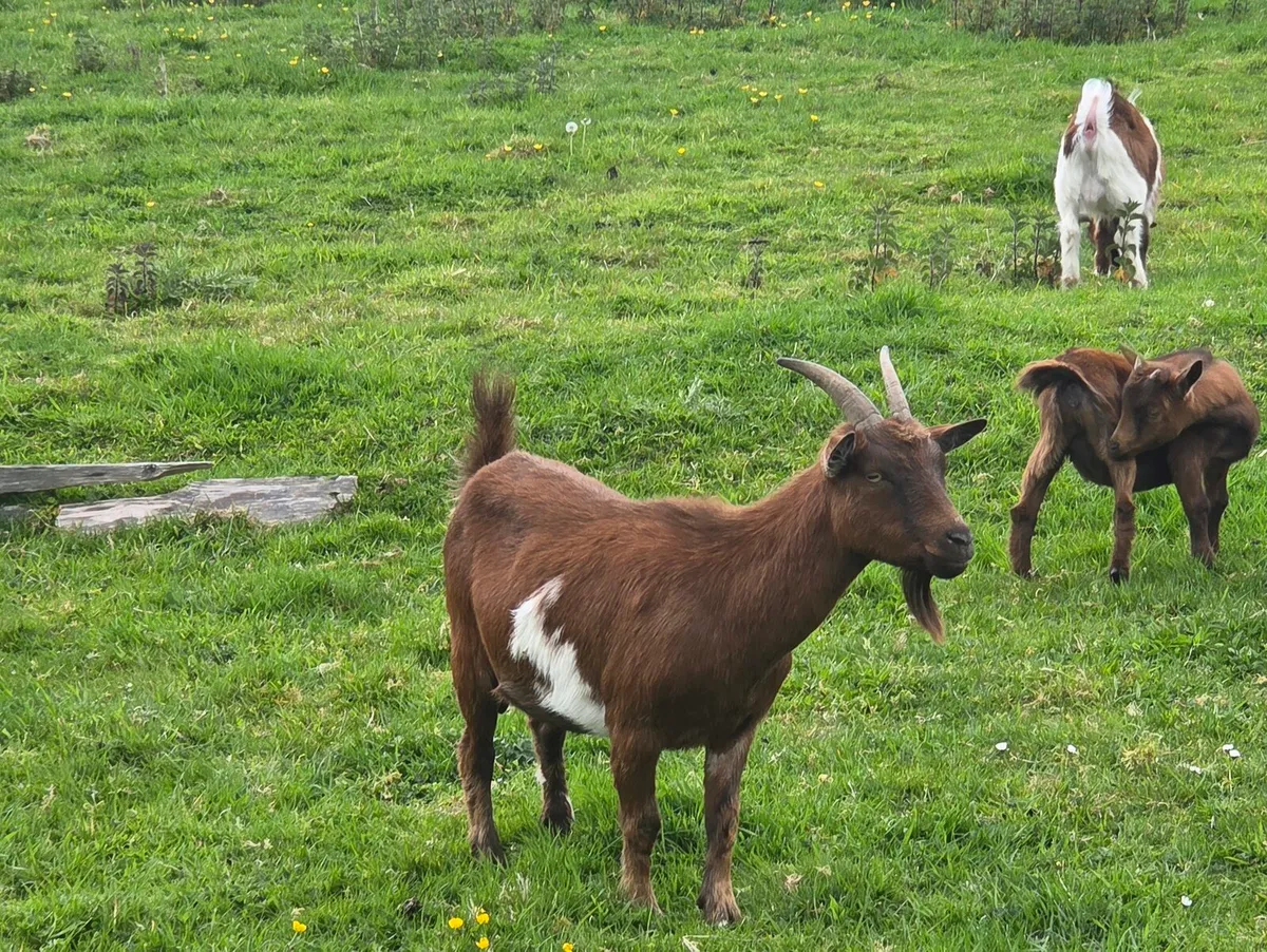 Pygmy Goats - Image 3