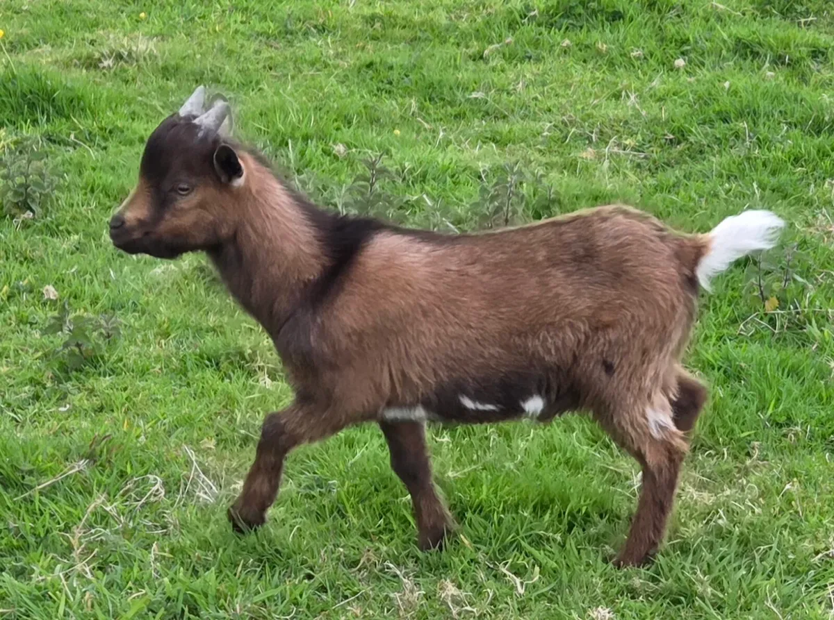 Pygmy Goats - Image 4