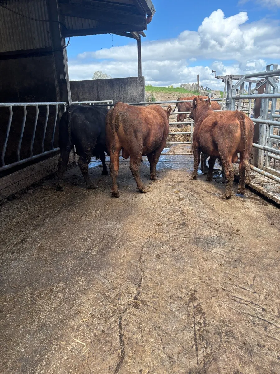pedigree Angus bulls - Image 1