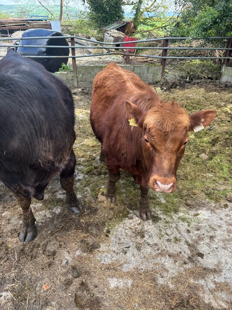 pedigree Angus bulls - Image 4