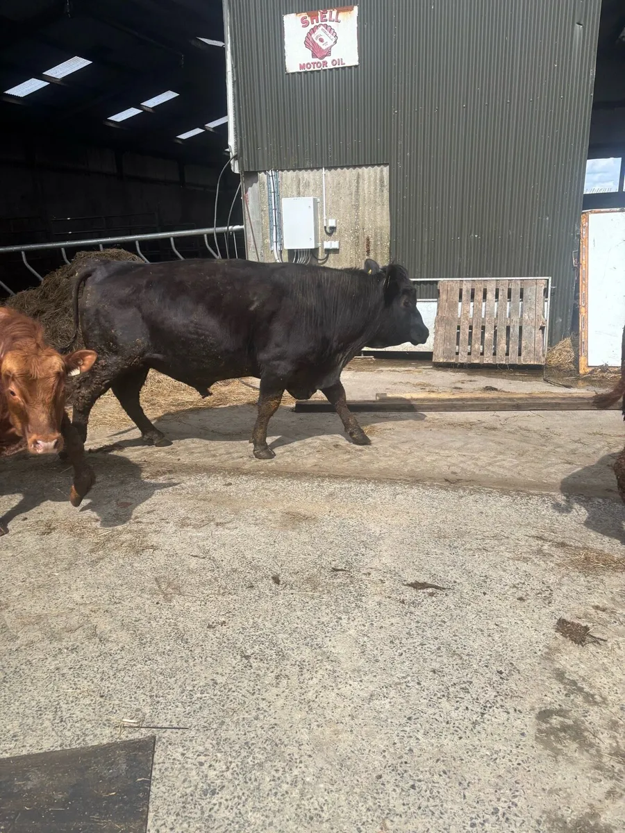 pedigree Angus bulls - Image 2