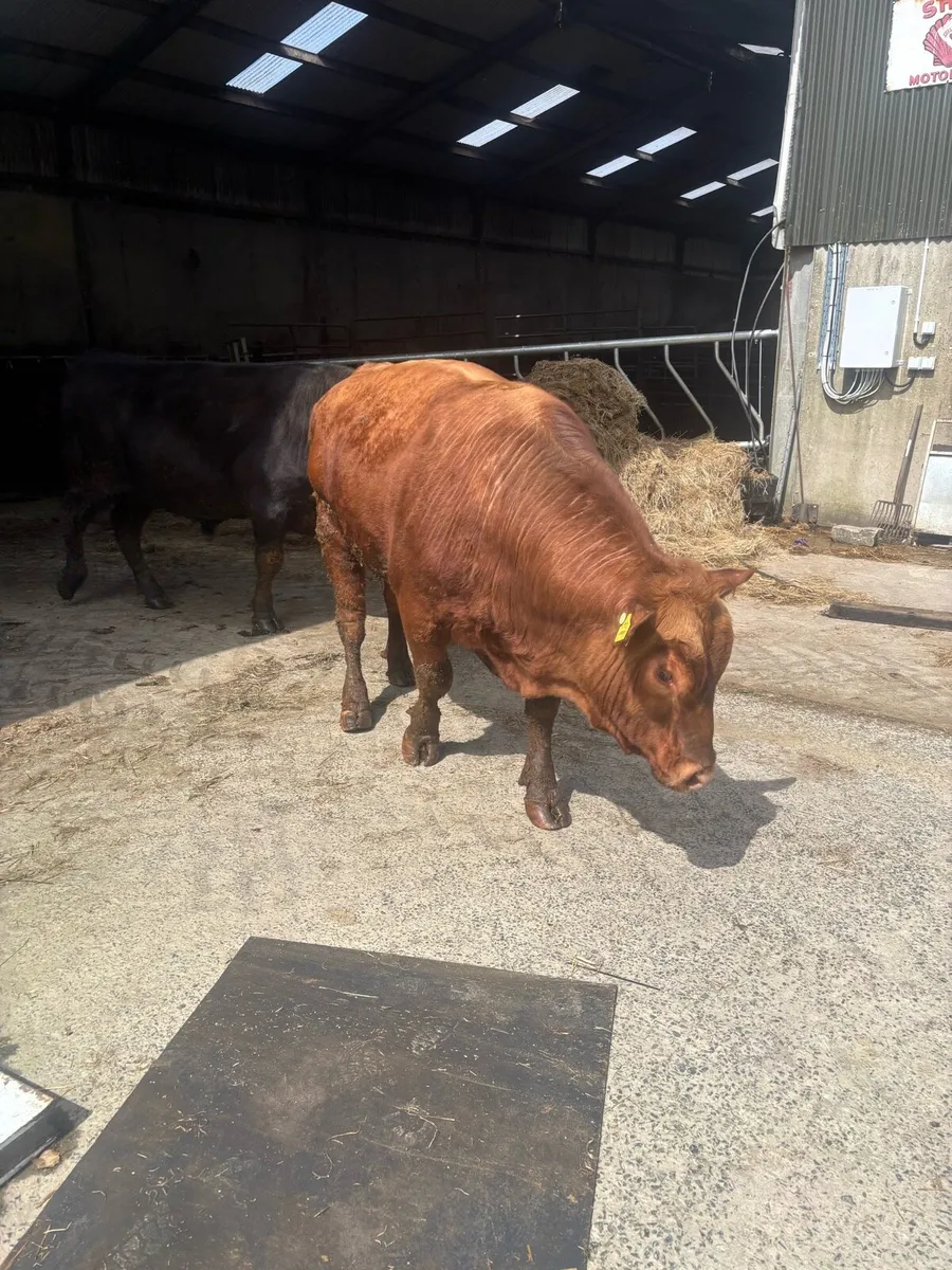 pedigree Angus bulls - Image 3