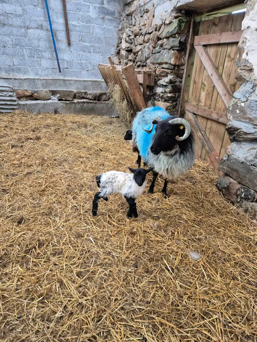 Foster Lamb - Image 2