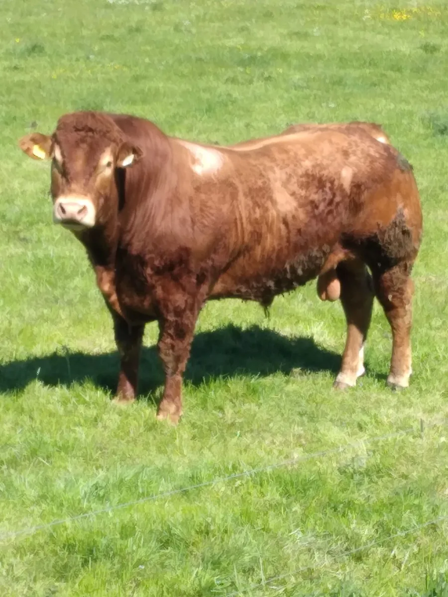 Ped Limousine Bull - Image 1