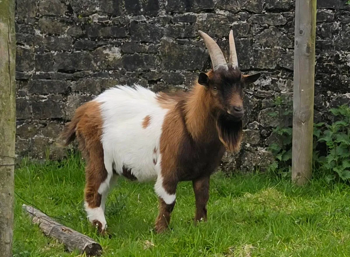 Pygmy Goat Puck