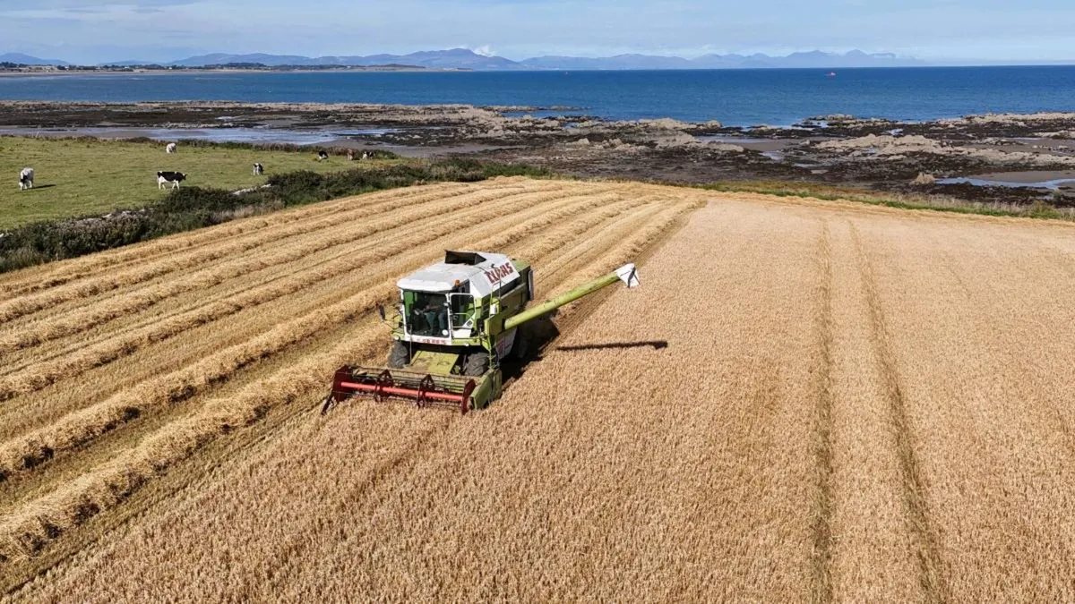 Claas Dominator 96 - Image 3
