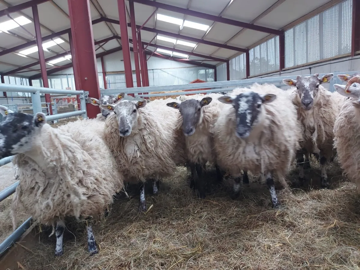 Hogget Ewes - Image 2
