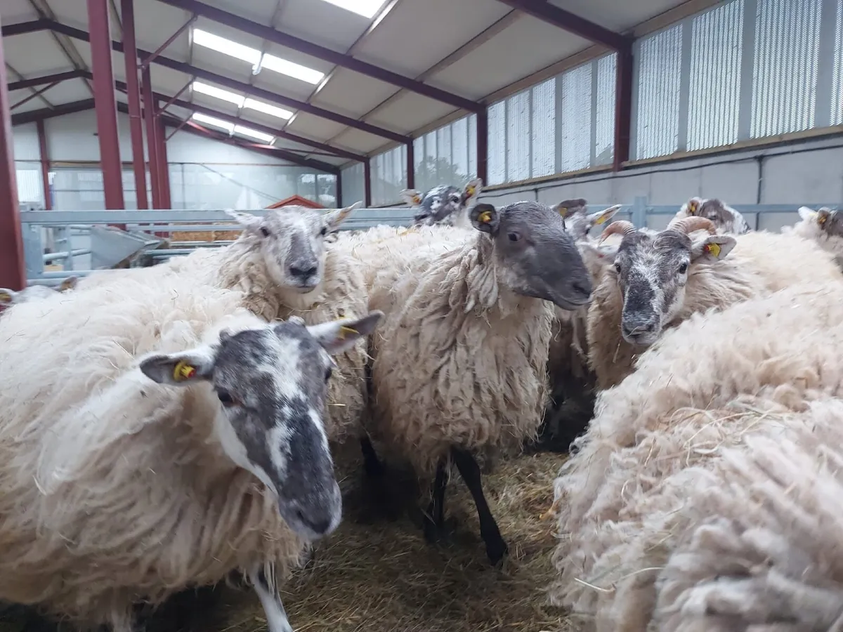 Hogget Ewes - Image 3