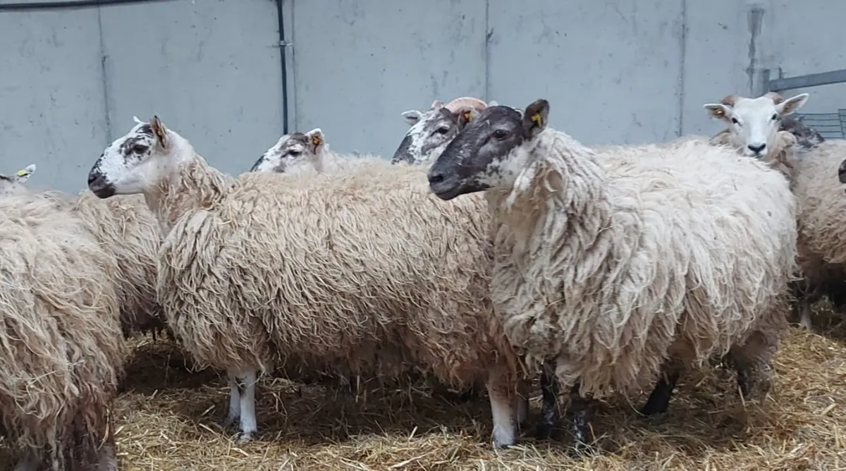 Hogget Ewes - Image 1