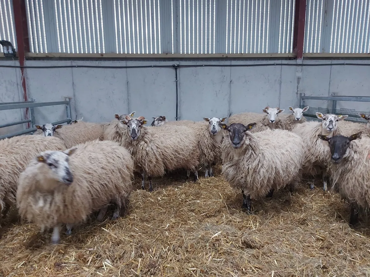 Hogget Ewes - Image 4