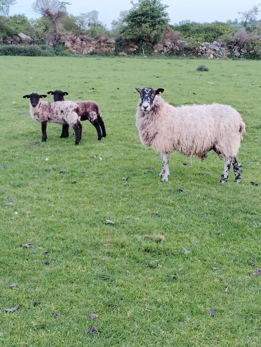 Mules with Doubles - Image 4