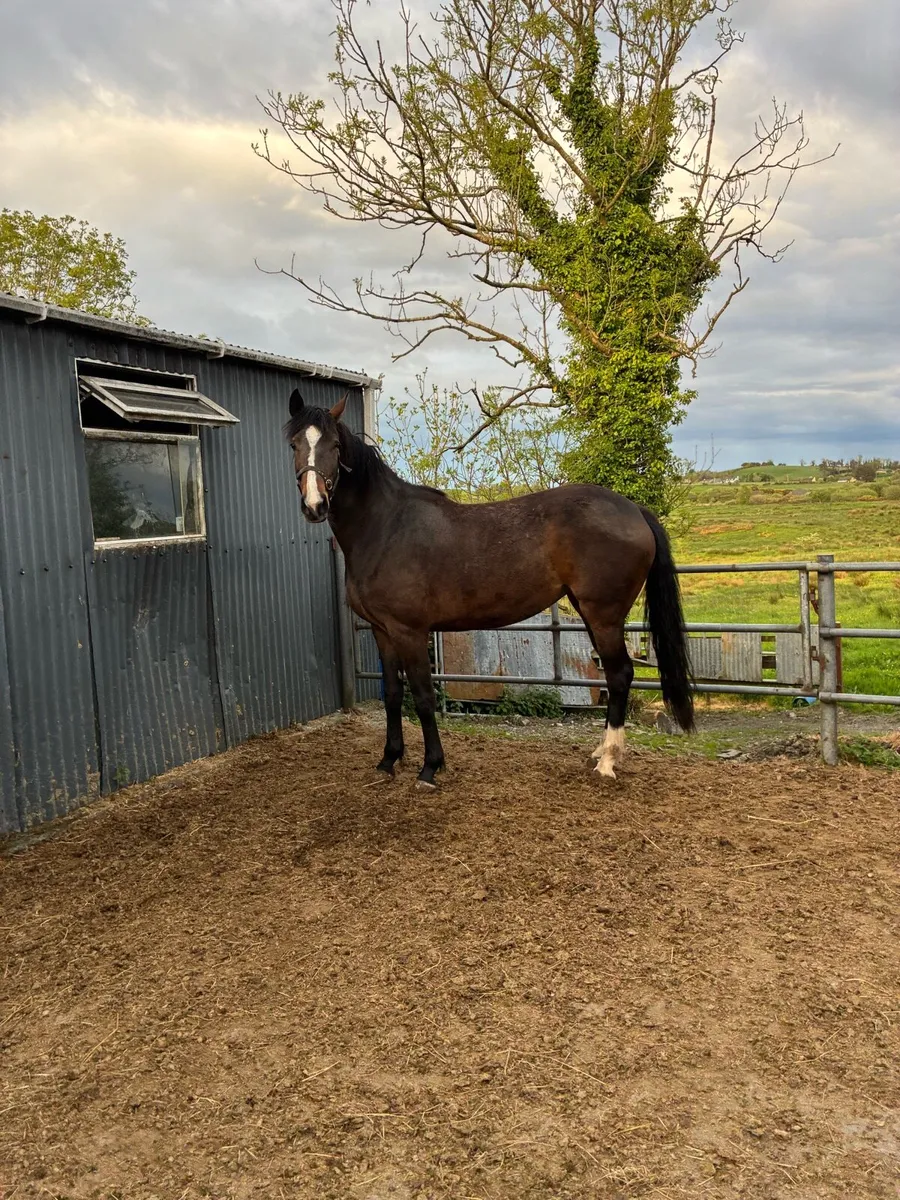 4YR old Sligo Candy Boy Filly - Image 4