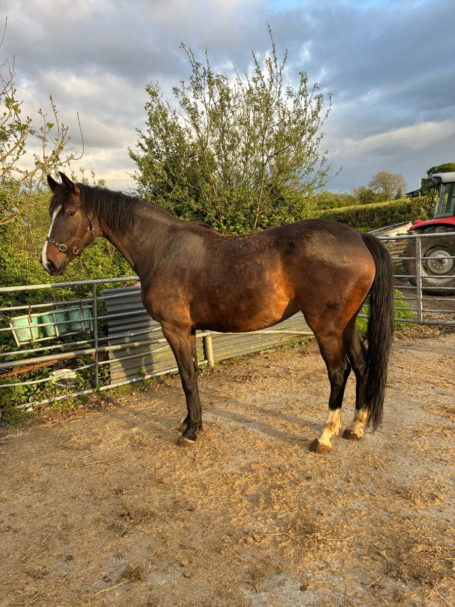 4YR old Sligo Candy Boy Filly - Image 1