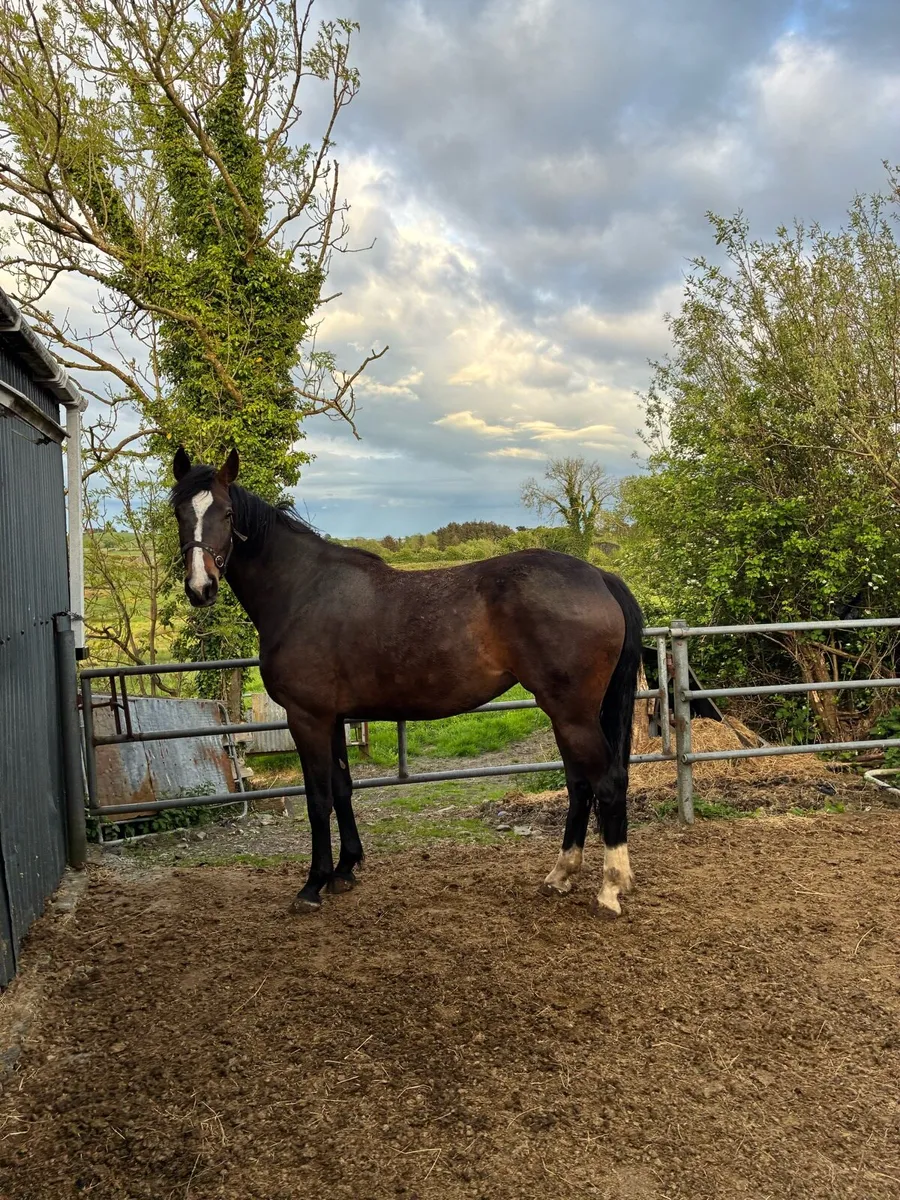 4YR old Sligo Candy Boy Filly - Image 2