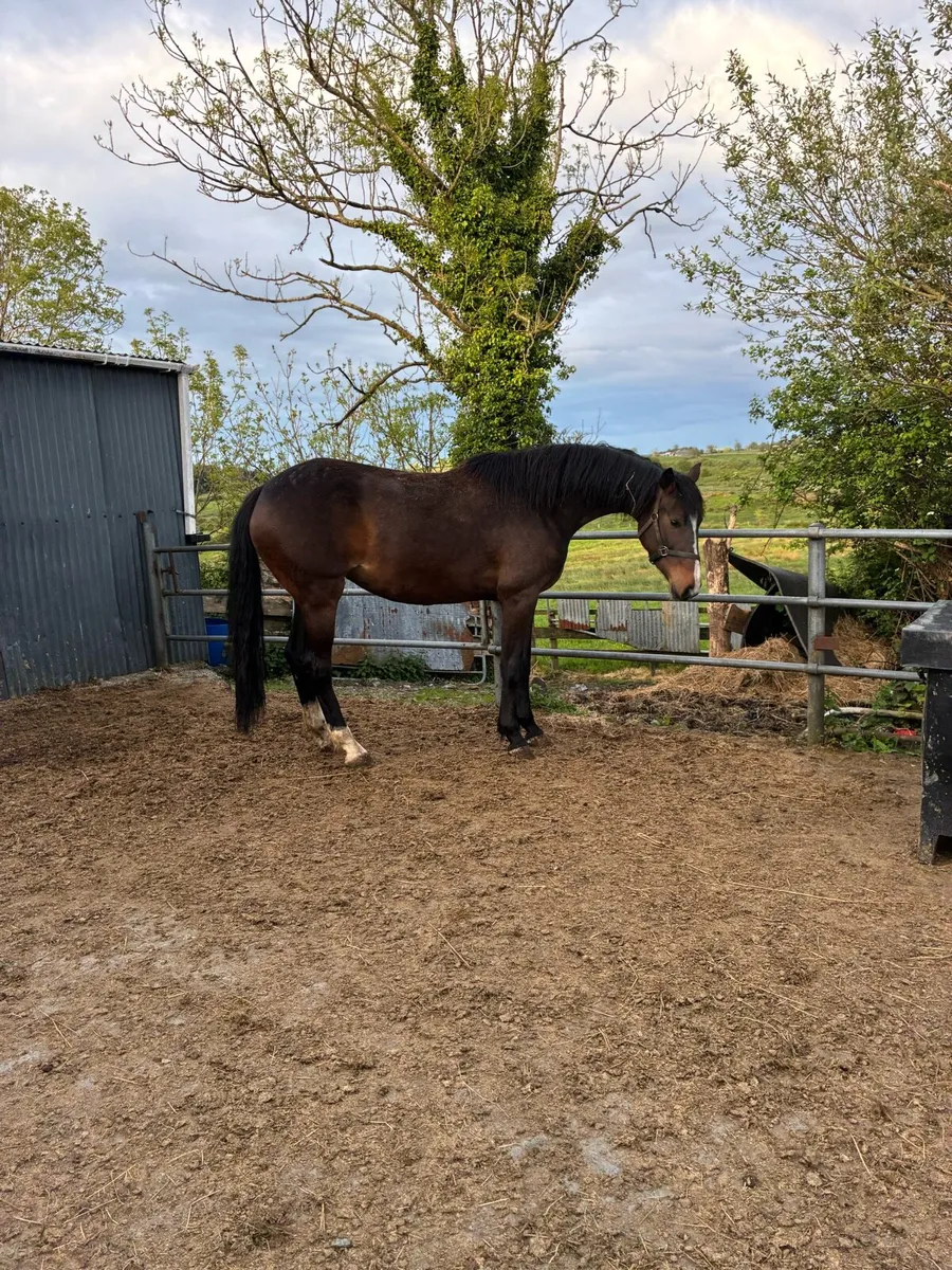 4YR old Sligo Candy Boy Filly - Image 3