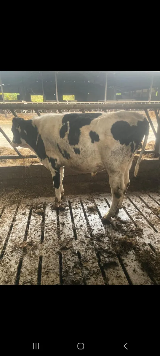 Bulls for sale - Image 2
