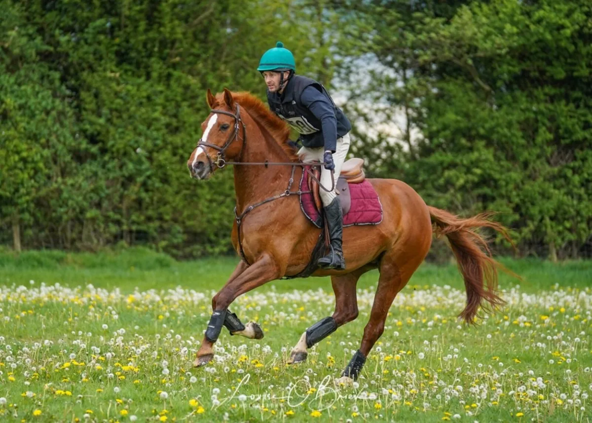 Jumping/ event/ all rounder - Image 1