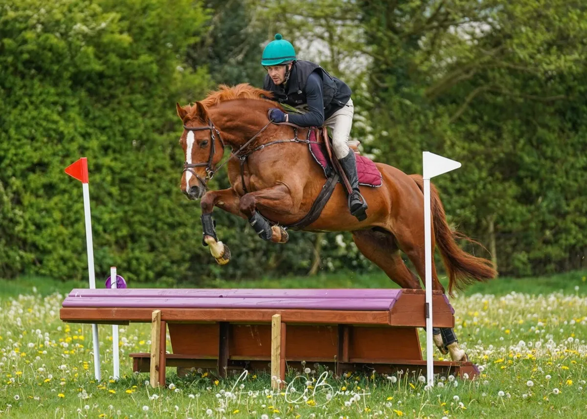 Jumping/ event/ all rounder - Image 2