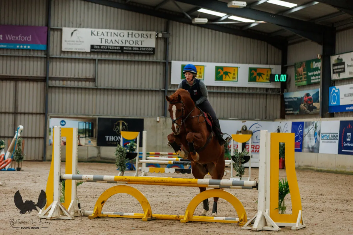Jumping/ event/ all rounder - Image 3