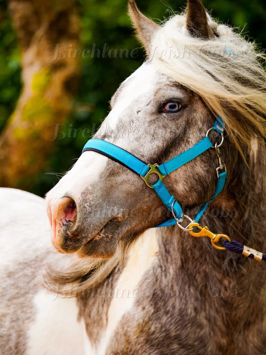 3 yo Traditional Cob Stallion - Image 1