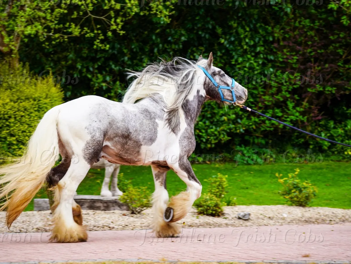 3 yo Traditional Cob Stallion - Image 2