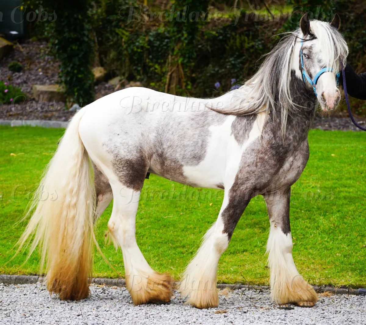 3 yo Traditional Cob Stallion - Image 4
