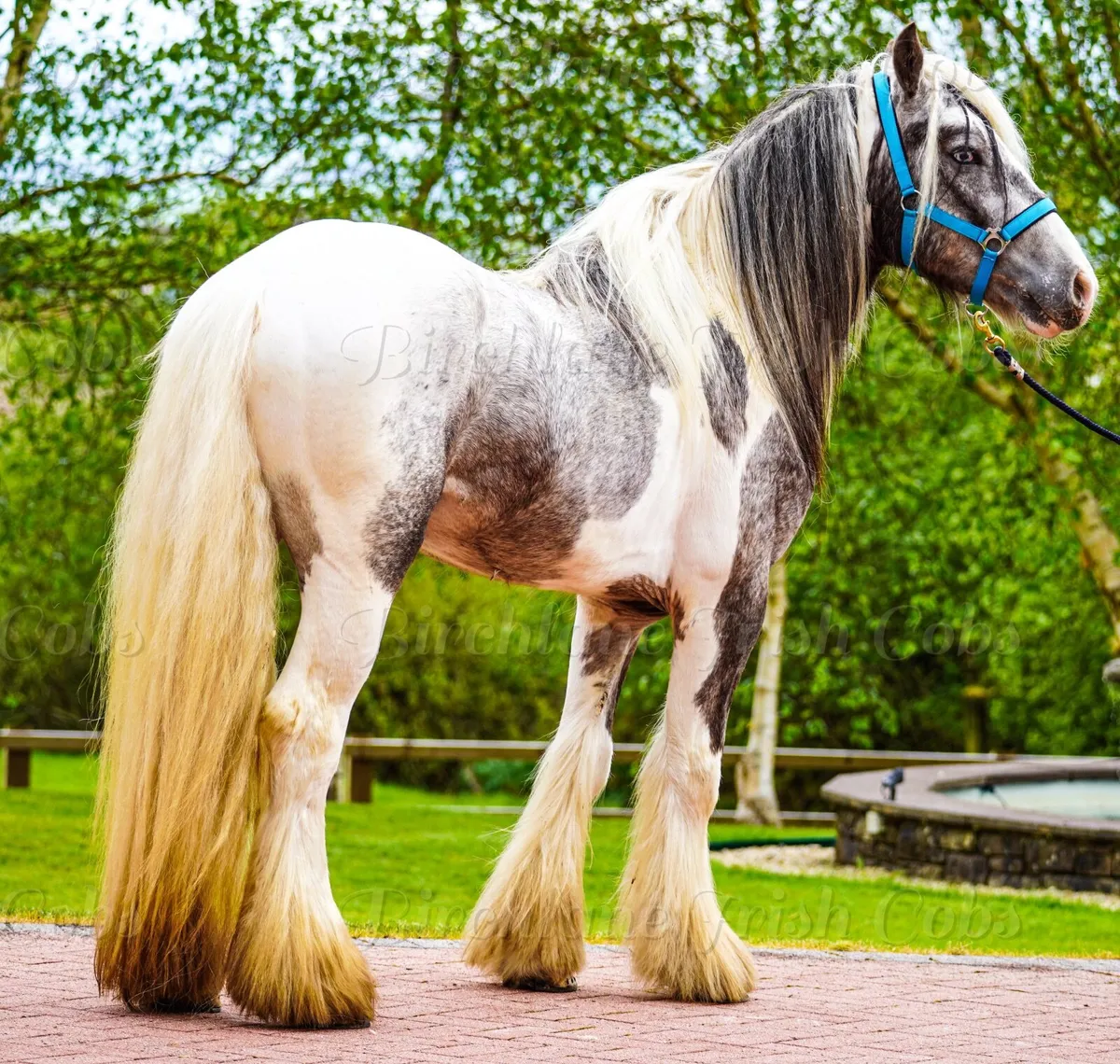 3 yo Traditional Cob Stallion - Image 3