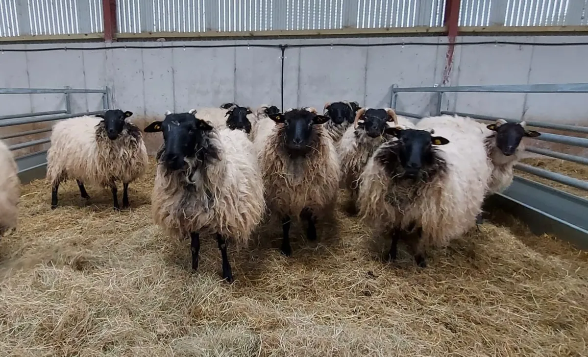 Hogget Ewes - Image 1